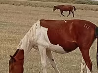 Stute, Kazakh horse — Foto 2
