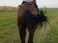 Cavalo, Thoroughbred horse — foto 2