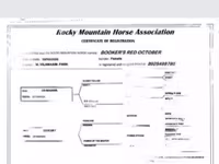 Klisna, Rocky Mountain Horse — foto 5