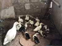 Ducks — foto 1