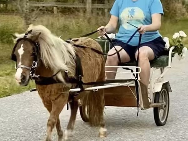 Hengst, Miniature horse