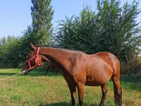Klisna, Thoroughbred horse — foto 2