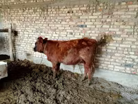 காளை, மாடுகள் — புகைப்படம் 6
