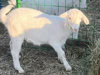 Keçi, Saanen goat — foto 1