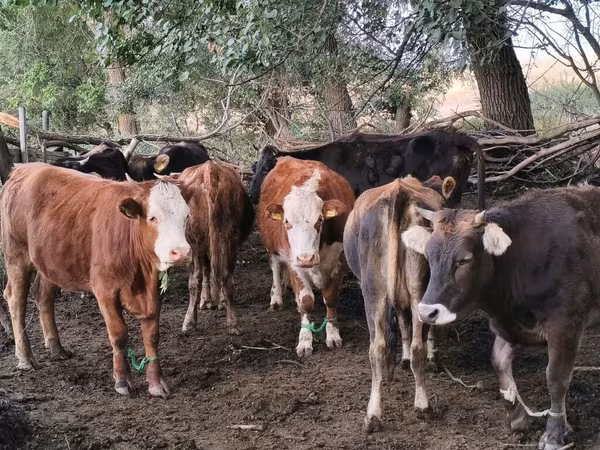 Krava, Simmental cattle