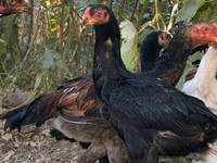 ไก่ชาโม — รูปภาพ 1