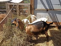 Kambing betina, Nubian Goat — foto 5