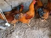 ኒው ሃምፕሻየር ቀይ — ፎቶ 2