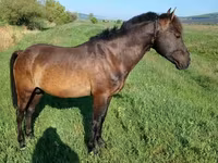 Caballo, Caballos — foto 3