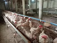 Chickens — Foto 2