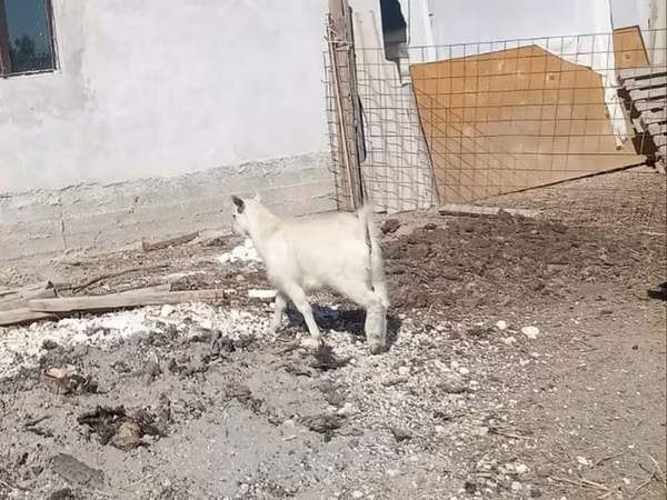 Țap, Saanen goat
