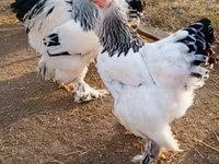 Chickens — 5. fotó