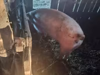 Babi hutan, Pigs — foto 8