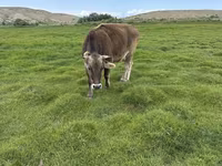 雌牛, Swiss cattle — 写真 6