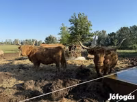 Lembu betina, Highland — foto 3