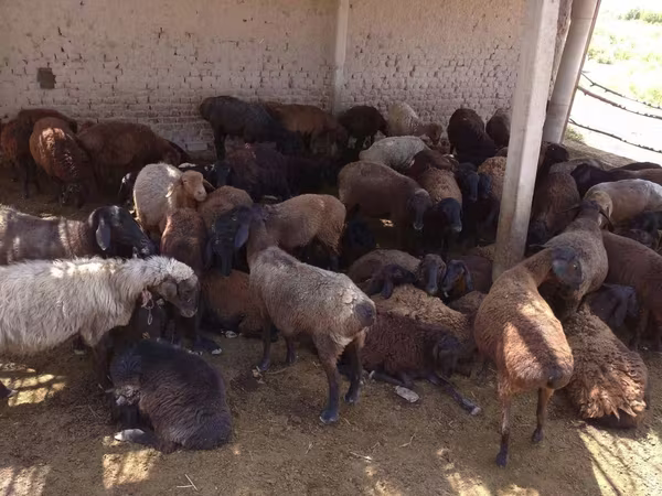 Beran, Ovce — Uzbekistán