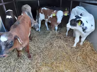 Boğa, Pinzgauer cattle — foto 2