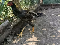 Chickens — 6 зураг