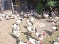 ساسکس — عکس 1