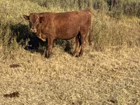காளை, ஹெரெஃபோர்ட் — புகைப்படம் 7
