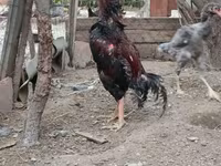 Chickens — عکس 1