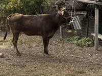 Ko, Swiss cattle — foto 2