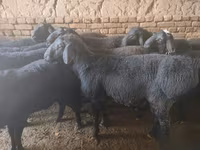 قوچ, Rhon sheep — عکس 4