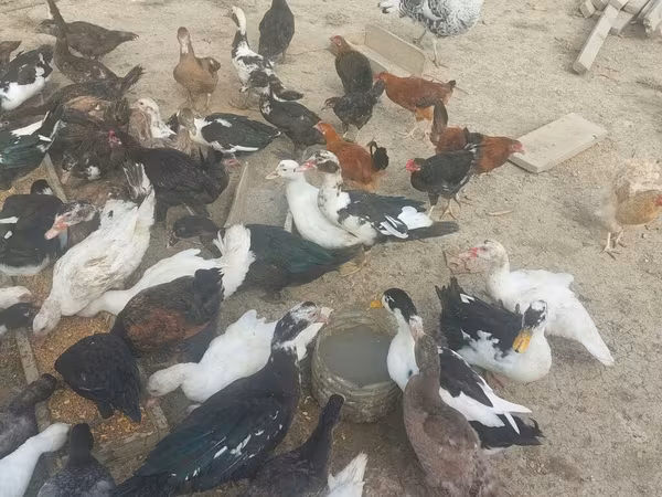 Muscovy domestica