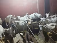 بز ماده, بز — عکس 2