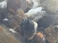 Chickens — عکس 4