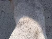 Bagge, Ordabasy sheep — foto 4