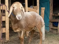 Ovan, Arashan sheep — fotografija 2