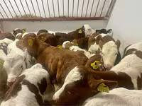 Býk, Simmental cattle — foto 4