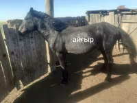 Kůň, Kazakh horse — foto 2