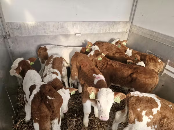 Ταύρος, Simmental cattle