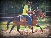 Cavalla, Standardbred — foto 7