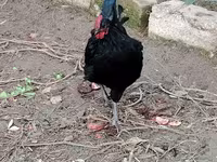 Chickens — புகைப்படம் 5