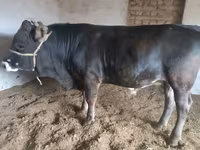 วัวตัวผู้, Swiss cattle — รูปภาพ 2