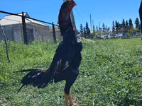 Chickens — புகைப்படம் 3