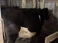 Үнээ, Latvian Blue cattle — 2 зураг