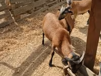 Bode, Cabras — foto 1