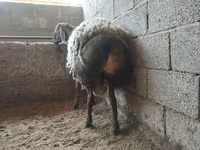 Montone, Rhon sheep — foto 2