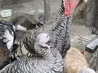 Turkeys — foto 1
