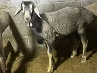 Widder, Rhon sheep — Foto 8