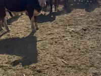Toro, Swiss cattle — foto 3