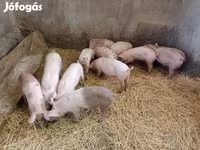 Säue, Schweine — Foto 4