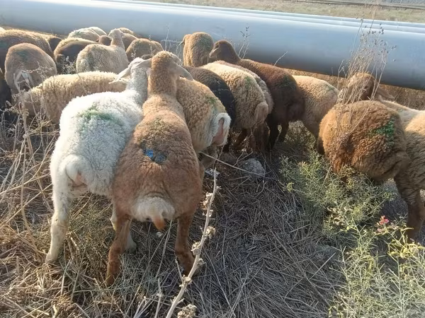 母羊, Sheep