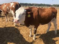 Cow, Holstein breed — photo 3