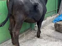 Krava, Alatau plemeno — foto 7