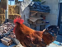 Chickens — foto 2